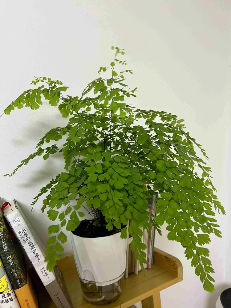 Self-Watering Planter – Double Layer