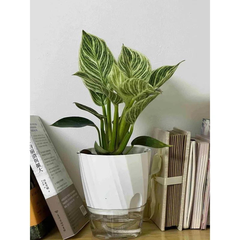 Self-Watering Planter – Double Layer