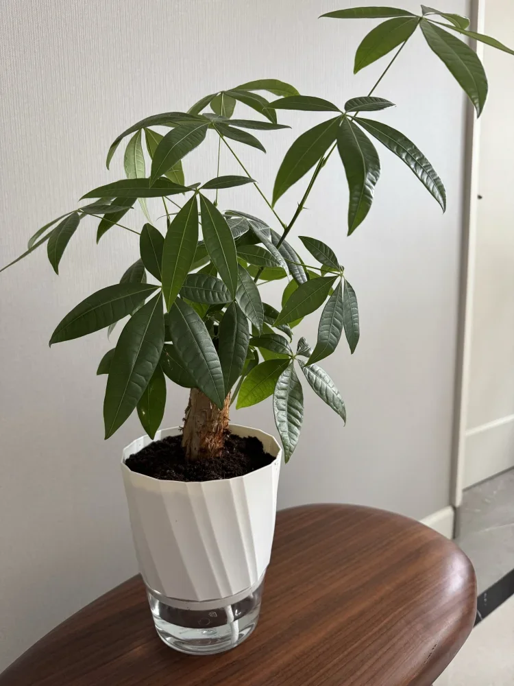 Self-Watering Planter – Double Layer